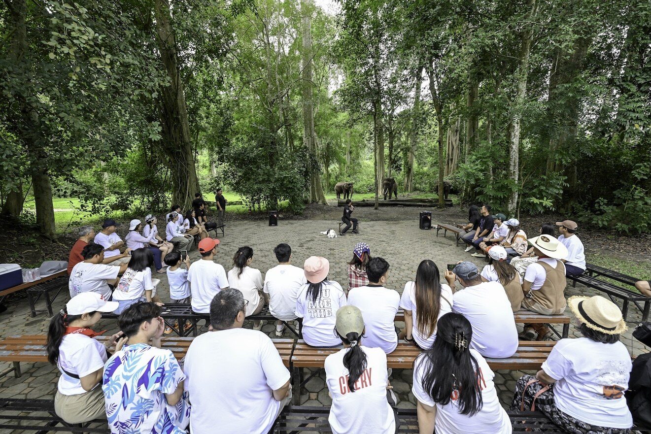 ผู้ร่วมกิจกรรมนั่งบนม้านั่งชมการแสดงในลานป่า มีช้างยืนอยู่ด้านหลัง