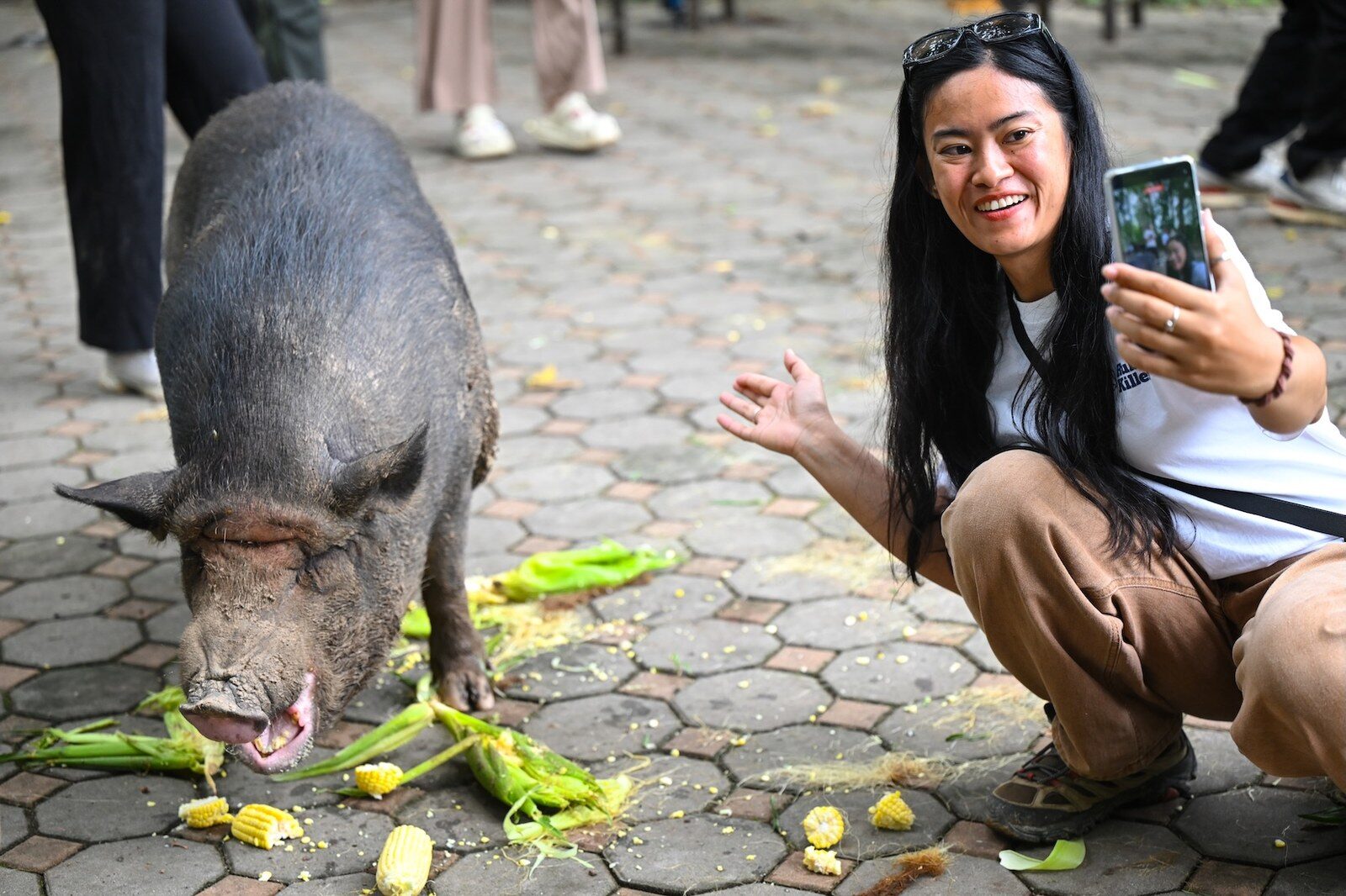 ผู้ร่วมกิจกรรมนั่งถ่ายภาพกับหมูที่กำลังกินข้าวโพดบนลานปูหิน